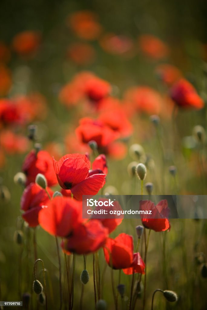 Rosso poppies - Foto stock royalty-free di Papavero - Pianta