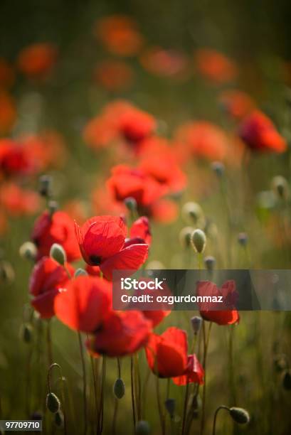 Rosso Poppies - Fotografie stock e altre immagini di Papavero - Pianta - Papavero - Pianta, Ambientazione esterna, Bellezza