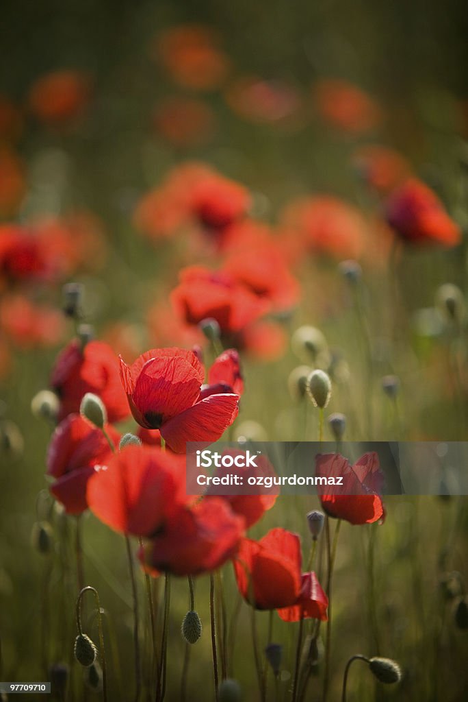 레드 poppies - 로열티 프리 양귀비-식물 스톡 사진