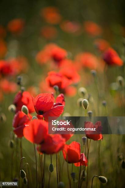 레드 Poppies 양귀비-식물에 대한 스톡 사진 및 기타 이미지 - 양귀비-식물, 0명, 경관