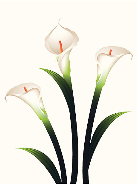 белый каллас - calla lily lily single flower white stock illustrations