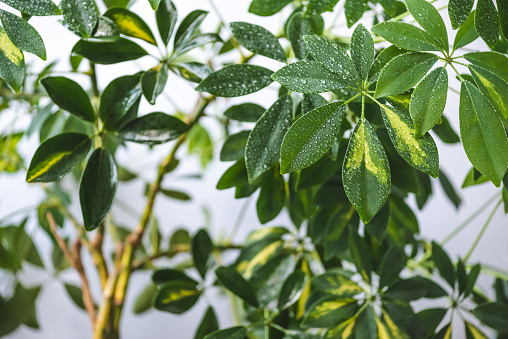 selective focus of schefflera branches and green leaves with water drops