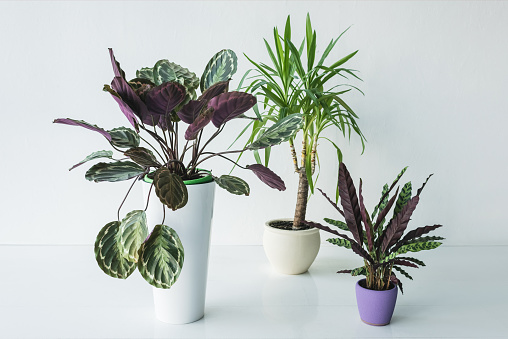 calathea plants and palm in pots isolated on grey background