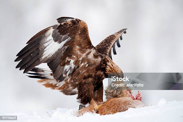 Golden Eagle Eating Fox Stock Photo - Download Image Now - Golden Eagle, Animal, Animal Blood