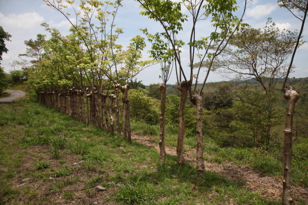 istock fence made of live trees 977113036
