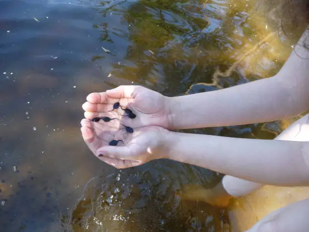 Photo of tadpoles swim in the girl's palms