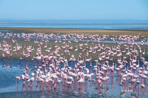 istock Big group of flamingos at Atlantic Ocean 977123428