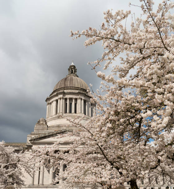 istock Washington State Capital Building Olympia Springtime Cherry Blossoms 977124598