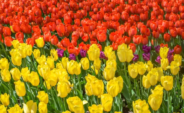 A field of beautiful red and yellow tulips flowers in a garden in spring season.