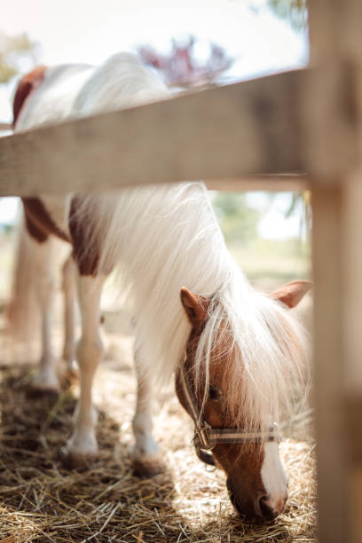 istock Pony behind wooden fence 977158978