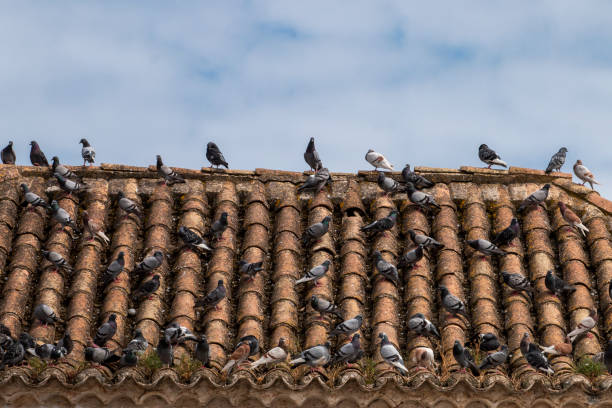 istock City pigeons on rooftop 977159258