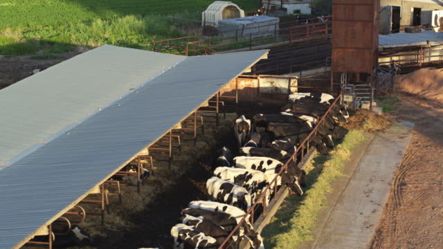 Cows Feeding Through Fence on Dairy Farm - Drone Shot