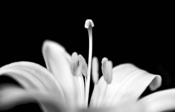 istock lily flower in a garden, close up 977178560