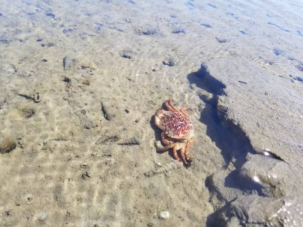 istock PACHYGRAPSUS CRASSIPES BALLONA ECOLOGICAL RESERVE 977182738