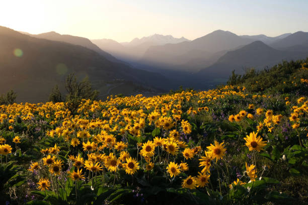 istock Arnica sunflowers in meadows at sunrise 977183026
