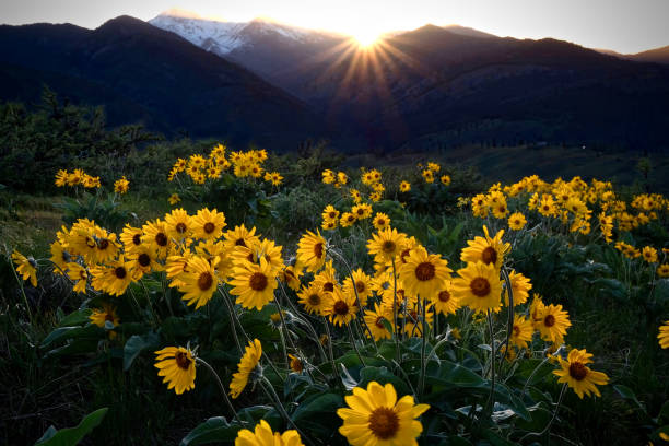 Arnica meadows at sunrise. Balsamroot sun flowers lit by rising sun in Cascade Mountains near Winthrop and Twisp. Washington State. United States of America. balsam root stock pictures, royalty-free photos & images