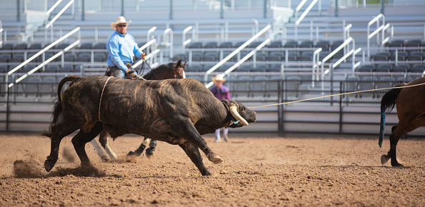 Clearing the bull from the rodeo arena