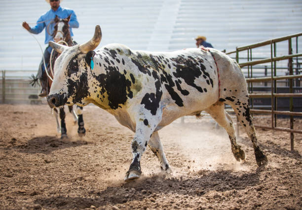 Clearing the bull from the rodeo arena Clearing the bull from the rodeo arena bull riding bull bullfighter cowboy hat stock pictures, royalty-free photos & images