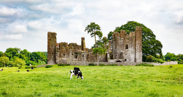 istock Dairy cows grazing in field near castle 977190916