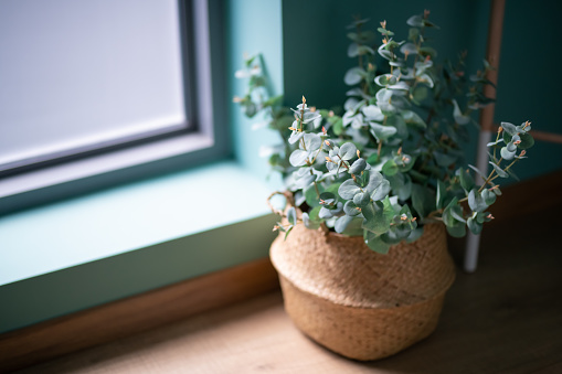 a green plant at the side of the window in a rattan pot