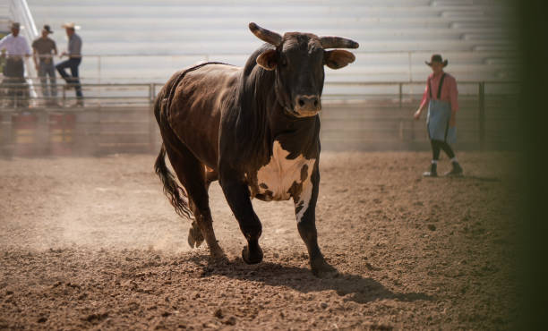 Rodeo bull with clown in the back Rodeo bull with clown in the back bull riding bull bullfighter cowboy hat stock pictures, royalty-free photos & images