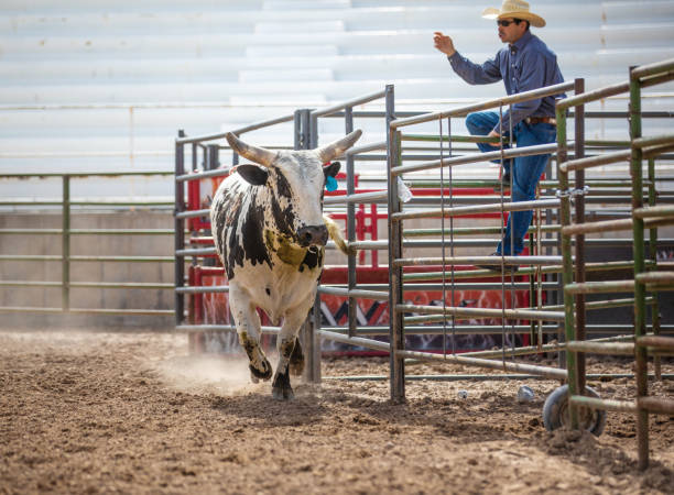 Rodeo bull running on the arena Rodeo bull running on the arena bull riding bull bullfighter cowboy hat stock pictures, royalty-free photos & images