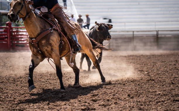 Cowboy Bull Riding in Rodeo Arena Cowboy Bull Riding in Rodeo Arena bull riding bull bullfighter cowboy hat stock pictures, royalty-free photos & images