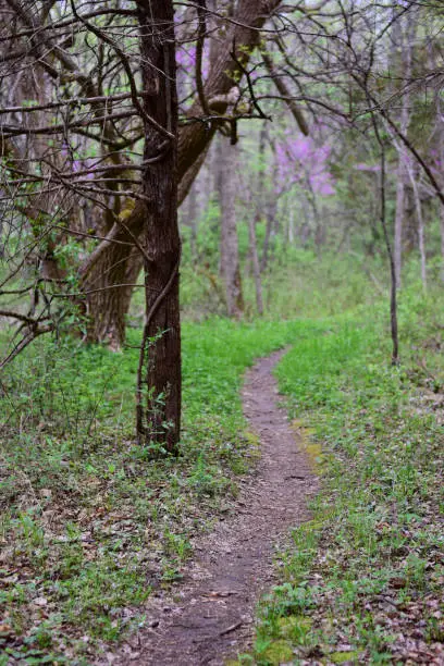A thin trail winding through the woods on an overcast day in Missouri.