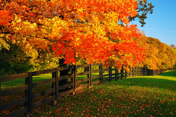 秋にカエデの行 - farm fence landscape rural scene ストックフォトと画像