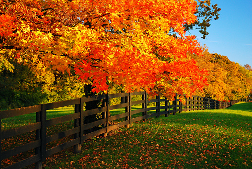 Maple trees glow in a vibrant autumn hue lining a farm road.
