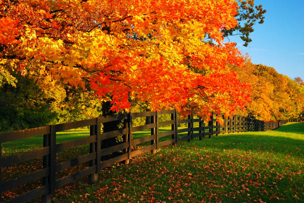 A row of maples in fall Maple trees glow in a vibrant autumn hue lining a farm road. maple tree photos stock pictures, royalty-free photos & images