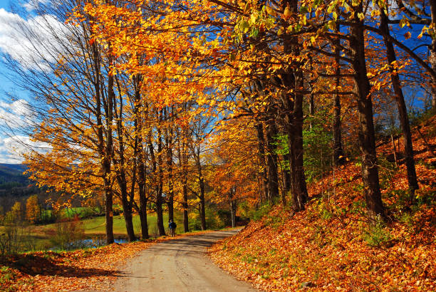 Brilliant, vibrant fall color line a county back road