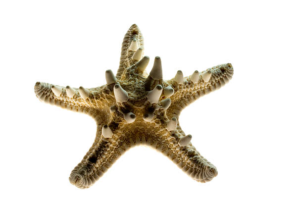 Stelly Fish 90+ Thistly Stock Photos, Pictures & Royalty-Free Images - iStock