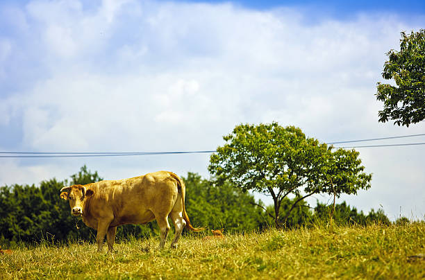 Cтоковое фото Корова в поле
