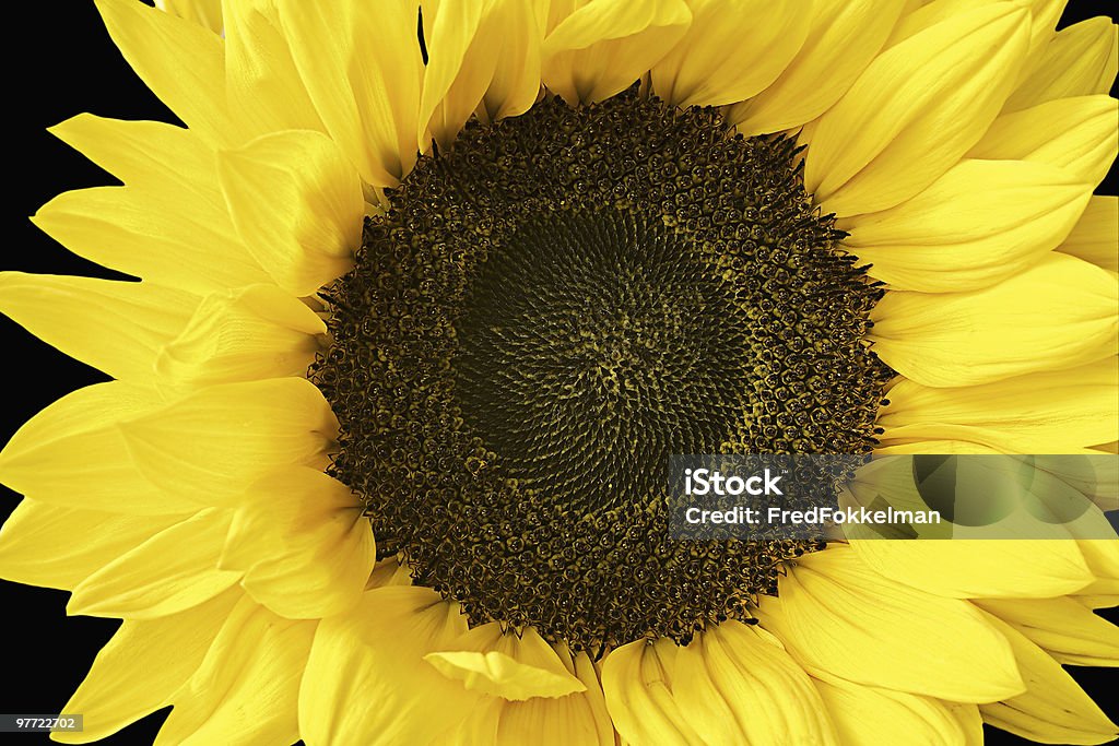 Sunflower  Color Image Stock Photo
