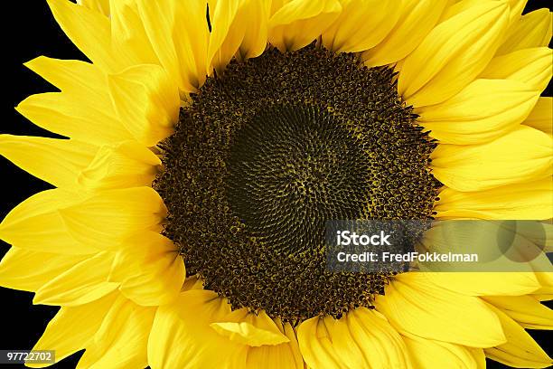 Sunflower Stock Photo - Download Image Now - Color Image, Common Sunflower, Horizontal