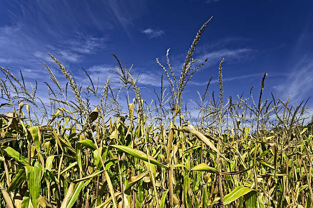 Cтоковое фото Пшеничное поле