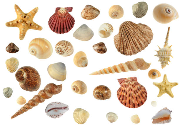 istock Set of sea cockleshells 97723394