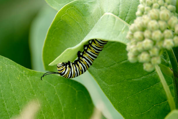 Monarch Caterpillar Feeding on Milkweed stock photo