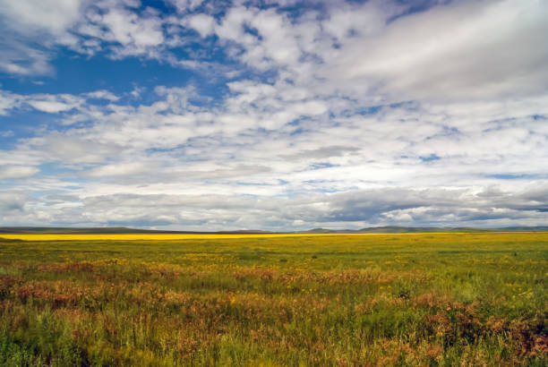 istock Beautiful rural landscape with green field and cloudy sky 977255054