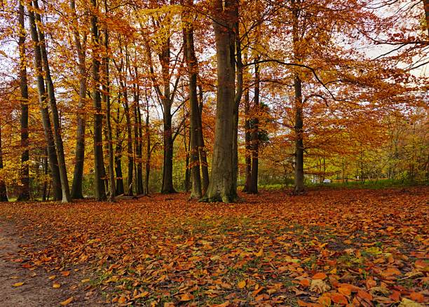 istock Forest autumn in Steinfurt germany 977256690