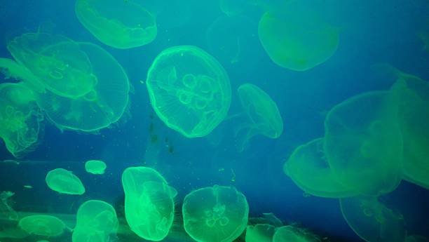 istock Jellyfish in a aquarium 977256822