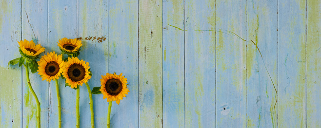 Vibrant sunflowers in front of an old blue and green grungy wood panel background, lots of contrast color and texture.