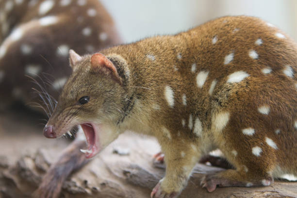 Quoll Snarling Close up image of a quoll snarling and showing its teeth spotted quoll stock pictures, royalty-free photos & images