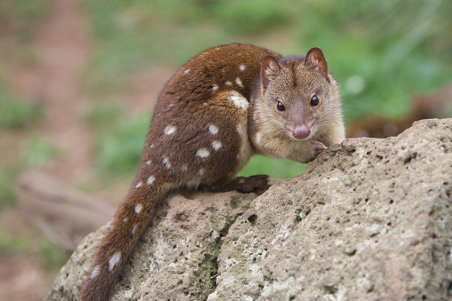 Image of the animal the quoll sitting on a rock