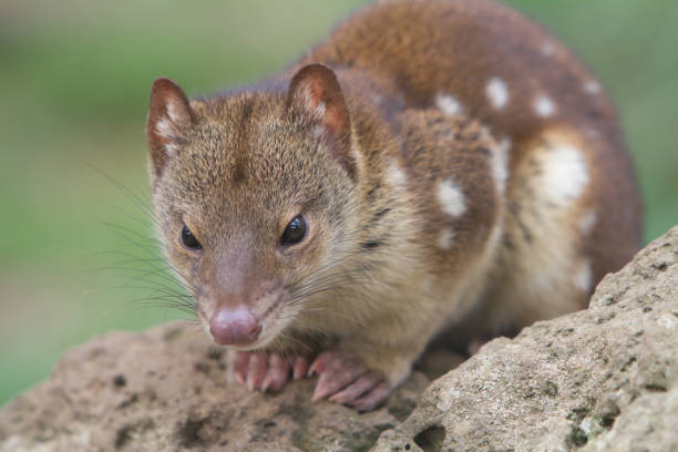 Young Quoll Close up image of a tiger or spotted quoll spotted quoll stock pictures, royalty-free photos & images