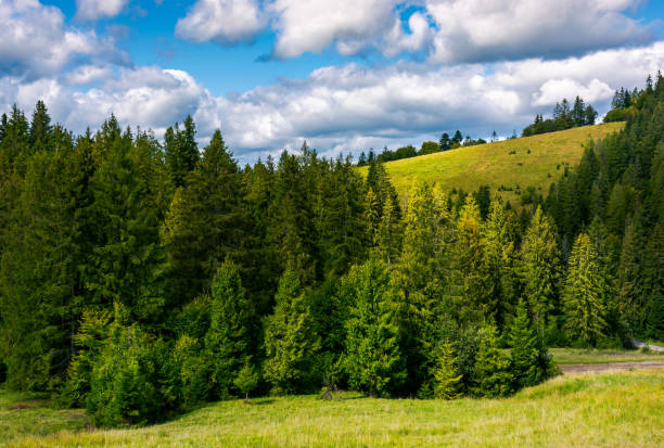 istock spruce forest on the grassy hillside 977289296