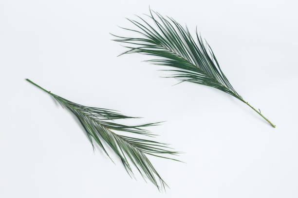 istock Tropical palm leaves on pastel gray background. Flat lay 977293118