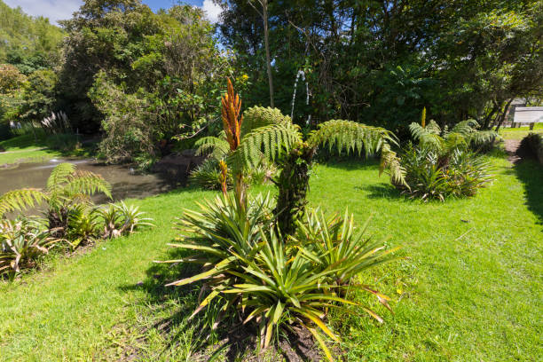 istock pond and tropical plants in  Pumapungo park 977296564
