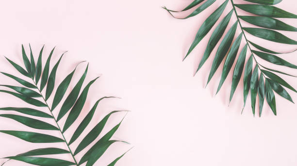 istock Tropical palm leaves on pastel pink background. Flat lay 977303052